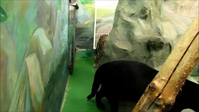 Ягуары Белла и Порги. Весна. Любовь. 19.03.21 г. смотреть онлайн