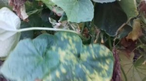 Что с томатами. Вирусное заболевание "СТРИК ТОМАТОВ"