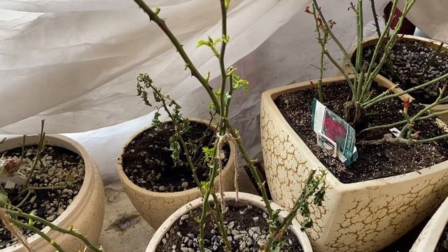 САЖЕНЦЫ РОЗ, КАК СОХРАНИТЬ САЖЕНЦЫ РОЗ ДО ПОСАДКИ В ГРУНТ. смотреть онлайн
