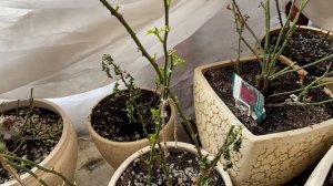 САЖЕНЦЫ РОЗ, КАК СОХРАНИТЬ САЖЕНЦЫ РОЗ ДО ПОСАДКИ В ГРУНТ.