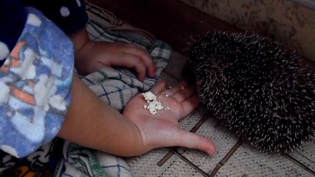 Домашний ёжик Кузя кушает творог с руки у дочери.MP4 смотреть онлайн