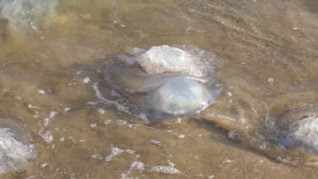 мертвые медузы Черное море