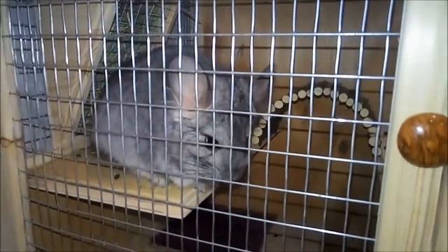 шиншилла хочет сбежать из клетки / что за зверь такой - ШИНШИЛЛА? смотреть онлайн