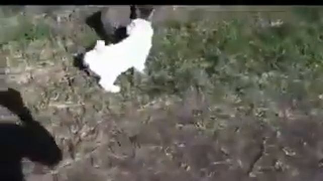 КОТ РУГАЕТСЯ МАТОМ НА ДРУГОВО КОТА!!! смотреть онлайн