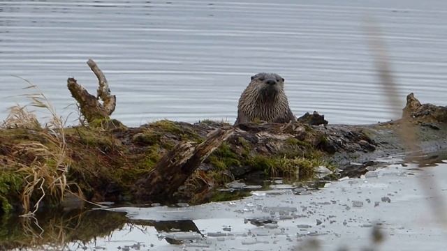Otter Eating Fish Head. Выдра ест рыбью голову (2363sp) смотреть онлайн