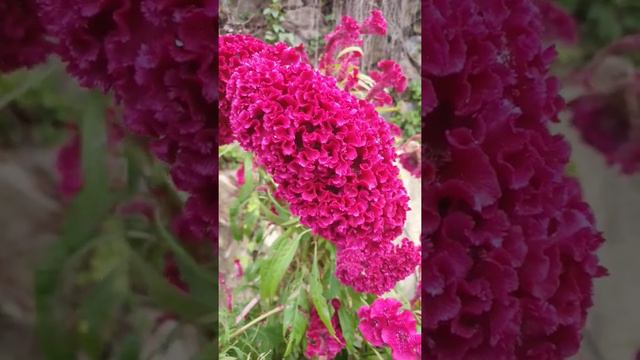 COCKSCOMB смотреть онлайн