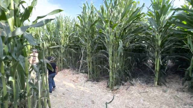 Spina Farms Pumpkin Patch 2021 | Bay Area pumpkin patch San Jose | Pony Ride | Corn Maze смотреть онлайн