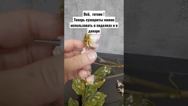 Заготовка сухоцветов для поделок ! Отличный способ сохранить цветы , чтобы не осыпались смотреть онлайн