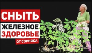 Сныть – злостный сорняк, или самый полезный, но забытый овощ