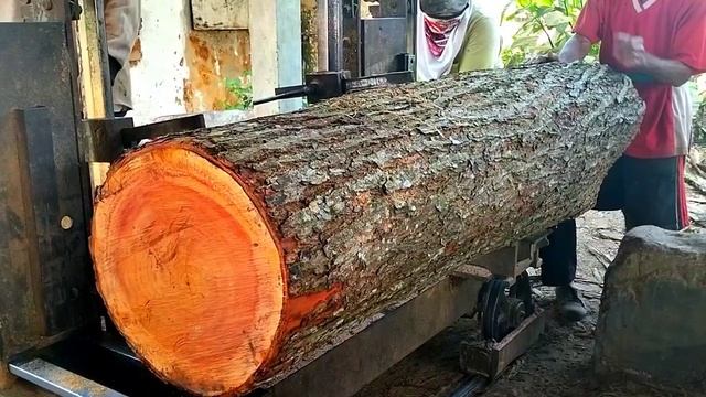 THE BEST MAHOGANY WOOD IN JAVA, INDONESIA, BEST SELLING AT THE SAWMILL смотреть онлайн