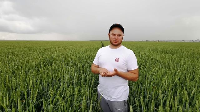 11. 06.2021. Пшеница "Пани Ольга", оказалась не совсем Пани! смотреть онлайн