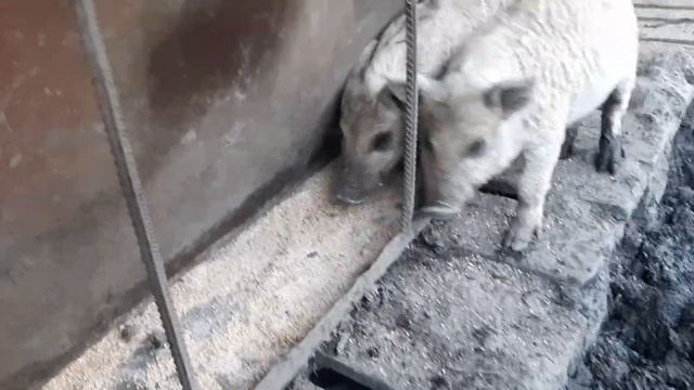 Венгерская мангалица мясо с характерами смотреть онлайн