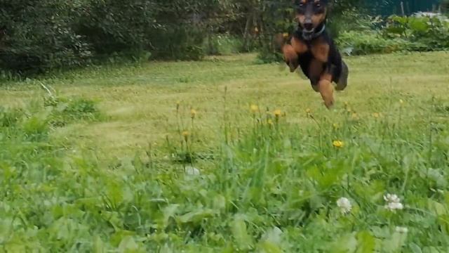 Карликовый пинчер, 6 месяцев (Pinscher/Zwergpinscher/Цвергпинчер) смотреть онлайн