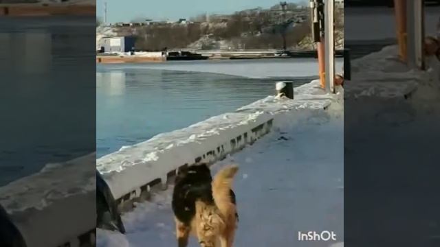 Котик ... ты слышишь меня _.mp4 смотреть онлайн