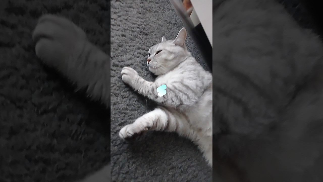 Ты ненавидишь дьявола? #shorts #подписка #котики #коттитар #лайк #выбери #котята #милота #kottitar смотреть онлайн