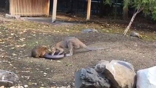 Квокка и кенгуру смотреть онлайн