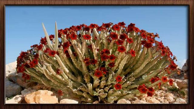 (( Caralluma socotrana )) planta suculenta de origem africana !! смотреть онлайн