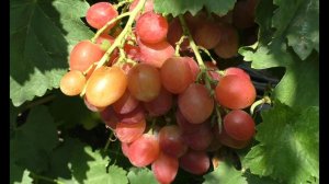 Виноград 2023. Красная роза - мускатный шедевр