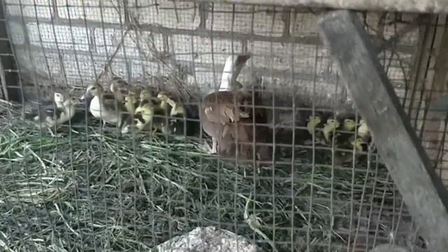 ПТИЧЬЕ ХОЗЯЙСТВО ВАСИ. смотреть онлайн