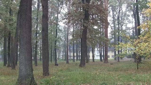 в Ирпене снесли незаконный забор возле Академии смотреть онлайн