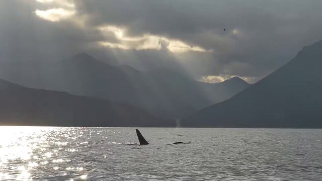 Косатки | Orcas смотреть онлайн