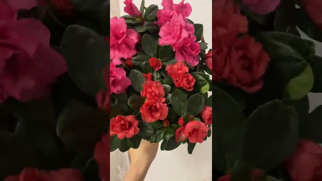 Неимоверная красотка Азалия! смотреть онлайн