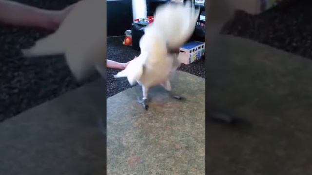 Когда поймал хороший кеф