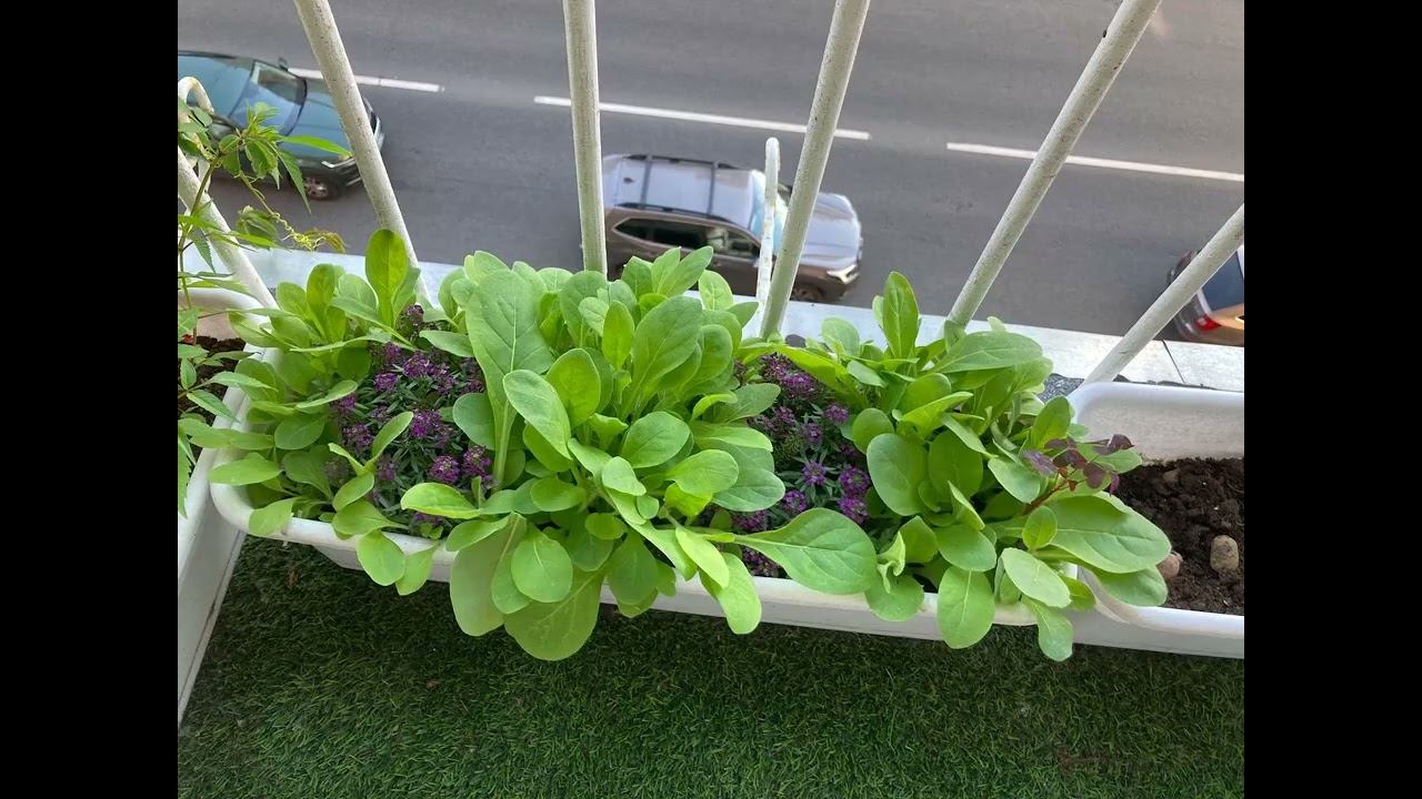 25 Flora George IV Kostandi