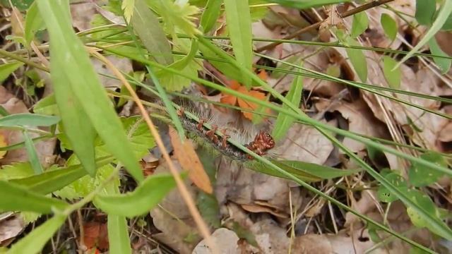 Волосатая гусеница (Hairy caterpillar) смотреть онлайн
