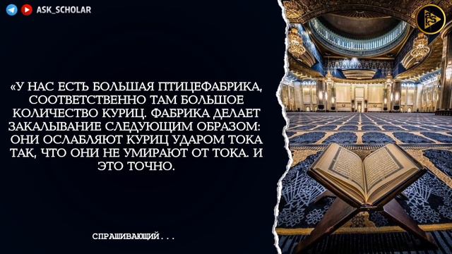 Можно ли мусульманам есть курицу которую бьют током | Шейх Саад аш Шасри смотреть онлайн