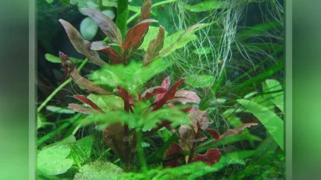 АЛЬТЕРНАНТЕРА (ALTERNANTHERA) смотреть онлайн