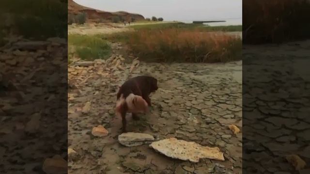 #ньюфаундленд собака и море #путешествие смотреть онлайн