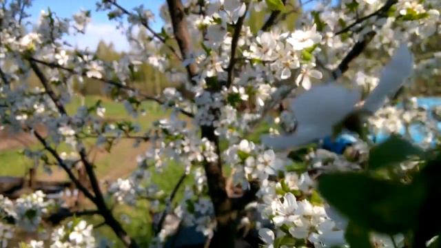 Алыча, слива, черешня цветут смотреть онлайн