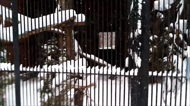 Все кошки спят в будках и только один европейский лесной котик вышел прогуляться 23.01.2023 смотреть онлайн