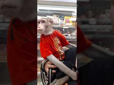 Поход в магазин с 3 обезьянами #monkey #petmonkey #macaque #capuchinmonkey
