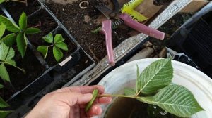 Размножение ежевики зелёным черенкованием!!