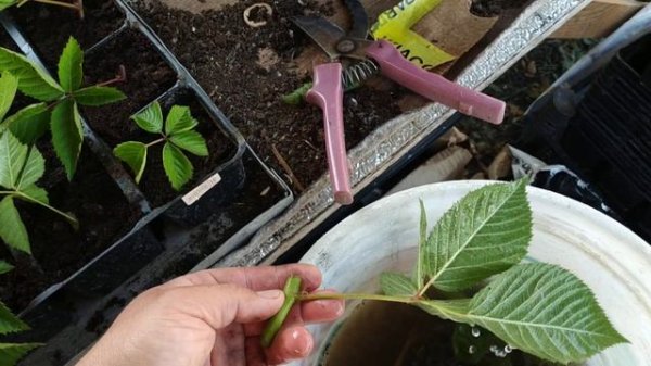 Размножение ежевики зелёным черенкованием!!