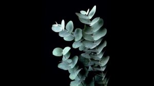 Всё обо всём Эвкалипт