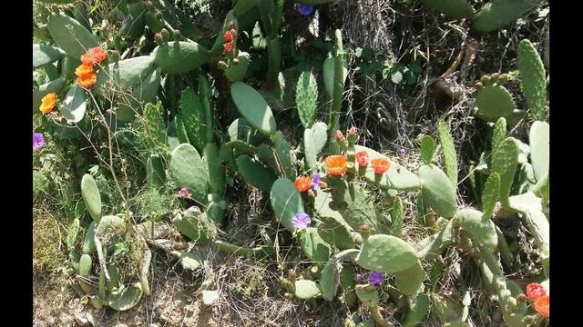 Кактус цветет/ Природа Испании/ Жизнь в Испании/Cactus in bloom/ Life in Spain смотреть онлайн
