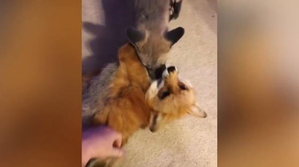 Funny Adorable Foxes | Funny Pet Videos