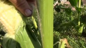 Не упустите момент уборки молодых початков кукурузы для еды.