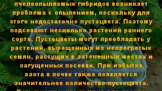 5 ошибок при выращивании огурцов!!!