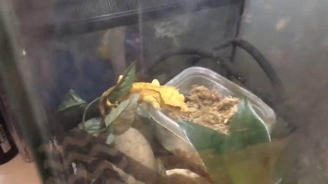 Meet my crested geckos! смотреть онлайн