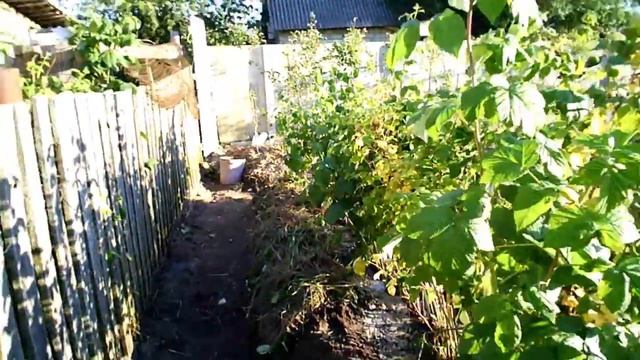 Пересадка малины в разгар сезона смотреть онлайн