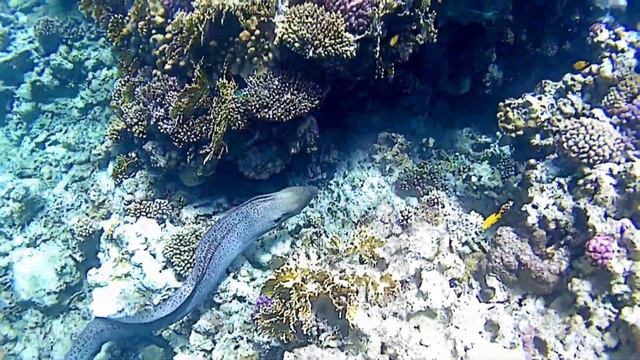CORAL SEA SENSATORI sharm el sheikh 4k house reef смотреть онлайн