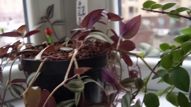 ТРАДЕСКАНЦИЯ комнатное растение  УХОД ПЕРЕСАДКА  и ПОЛИВ!