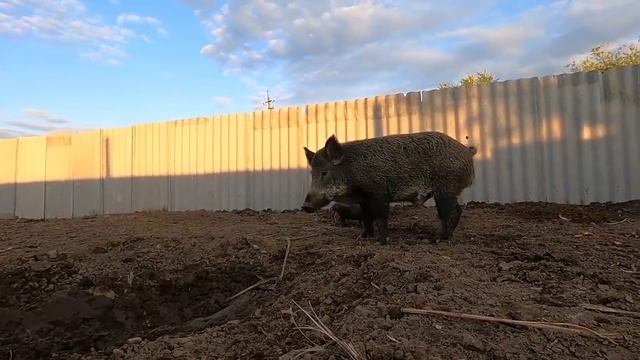 Огромный кабан Федя в питомнике волков, волэндов и лаек. смотреть онлайн