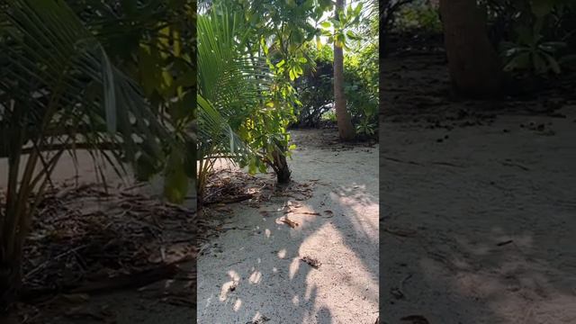 Исследуем Мальдивы Maldives . Джунгли. Локальный остров Тинаду Thinadhoo Крабики смотреть онлайн