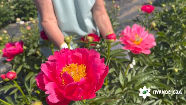 Raspberry Charm peony. Распберри Чарм пион. Пулков сад смотреть онлайн