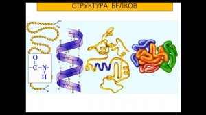 Видеоурок «Белки»
